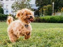 강아지가 고마워할 때 보이는 행동 6가지
