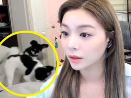 ‘멍집사’ 에일리가 생방송 도중 강아지들에게 소리친 웃픈 이유