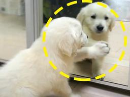 “얘는 누구냐개?” 이사온 집에서 매일 짖던 댕댕이, 알고 봤더니…