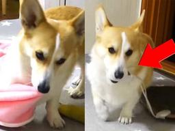 감기 걸린 집사 위해 전기방석+담요 가져오는 ‘천재’ 웰시코기