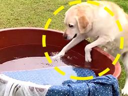 ‘애착 <strong>이불</strong>’ <strong>세탁</strong>하려고 물에 담가 놓자 골댕이가 달려와 보인 반응