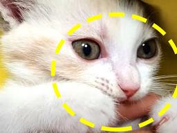 “죽고싶냥” 집사가 만지면 냅따 물어버리는 맹수(?) 아기 냥이