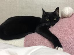 귀찮을 때 <strong>고양이</strong>가 하는 <strong>행동</strong> 7가지 알아보기