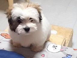 ‘다리 짧아’ 슬픈 댕댕이가 침대에 올라가기 위해 보인 행동