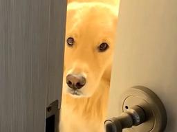 “<strong>산책</strong> 가자” 해놓고 혼자 내보내자 눈으로 집사 욕하는 골댕이