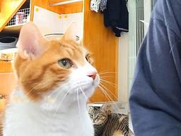 ‘<strong>비염</strong> 걸린 집사’가 훌쩍대자 냥이가 다가와 보인 뜻밖의 반응