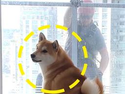 “꼬리는 왜…?” <strong>창문</strong> 밖 낯선 사람에게 시바견이 보인 반응