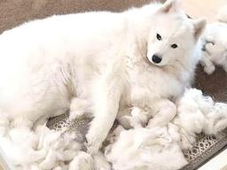 “키우기 전에 꼭 보세요” 집사가 공개한 사모예드 <strong>털갈이</strong> 수준