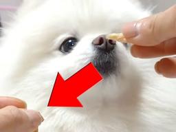 약 주면 ‘퉤~’ 뱉어내는 댕댕이를 위해 집사가 선택한 방법