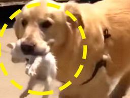 길에서 죽어가던 <strong>아기</strong> 고양이 물어와 품어준 골댕이, 결국…