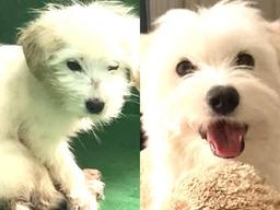 겁에 질려 벌벌 떨던 유기견이 입양 후 보인 놀라운 <strong>표정</strong> 변화