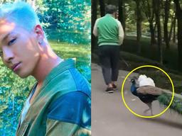 ‘<strong>동물농장</strong>’이 찾던 “빅뱅 태양 놀래킨 공작새”…저희가 찾았습니다