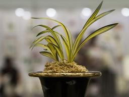 <strong>승진</strong> 선물로 들어온 난, 안 죽이고 키우려면