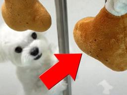 빨래한 최애 ‘닭다리 인형’ 건조대에 널어놓자 댕댕이가 보인 반응