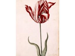 집 한 채 가격이었다는 꽃, 어떻게 생겼는지 봤더니…