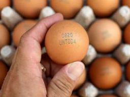 계란 생산·유통 정보 한눈에…껍데기 10자리 이력<strong>번호</strong> 일원화