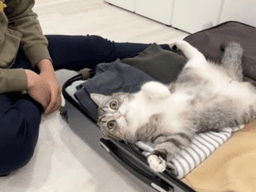 '며칠새 정들었는데...' <strong>집사</strong> 가족에 가지 말라고 드러누운 고양이