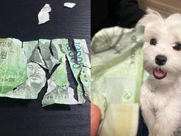 <strong>지폐</strong> 갈기갈기 찢어놓고 해맑은 말티즈 ˝쓰기 좋게 잘라놨다개!˝
