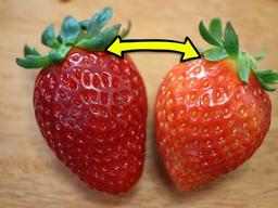 무조건 크고 빨간 딸기를 고르면 안되는 이유