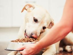 “펫커머스 주소비층 MZ세대, 사료의 제작과정까지 관심”