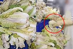 ‘직원조차 안먹어’ 곰팡이 핀 무·배추로 <strong>김치</strong>만든 업체, 결국 이렇게 되었다