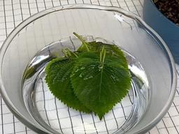 뜨거운 물속에 깻잎을 담갔더니?!