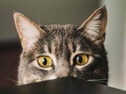 고양이를 만지기 전에 보면 좋은 카드<strong>뉴스</strong>