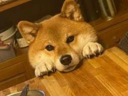 "한.입.만~" 저녁마다 벌어지는 강아지의 애절한 구걸 작전