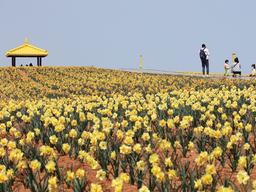섬 할머니가 가꾼 꽃밭 명품 '수선화 섬' 되다