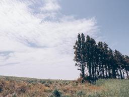 나만 알고 싶은 제주 액티비티 <strong>비밀의 숲</strong>과 돌고래
