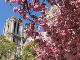 파리, <strong>런던</strong>, 독일, 일본, 호주에서 즐기는 랜선 벚꽃놀이