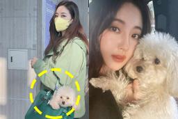 1500만원짜리 명품백에 반려견 넣어 다니는 여<strong>배우</strong>의 럭셔리 <strong>일상</strong>