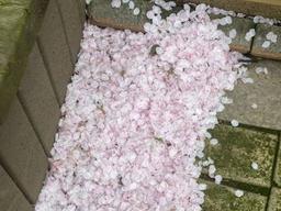 떨어진, 그 많은 '벚꽃잎'은 누가 다 치웠을까