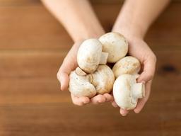 버섯은 식물성도 동물성도 아니다