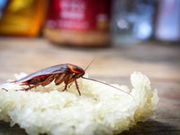 솥 밑부분 들춰보면 벌레들 '드글드글'