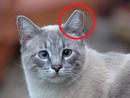 <strong>길고양이</strong> 귀 끝이 잘려있는 이유