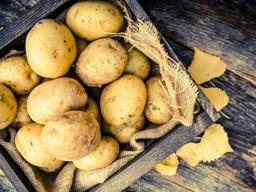 가장 맛있는 여름감자, 보관은 어떻게?