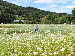 축제 없어도 <strong>메밀꽃</strong> 물결친다…이 가을, 봉평을 즐기는 법