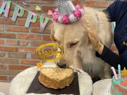 "영어 유치원 <strong>비용</strong>은 우습죠" 수학여행에 캠프파이어까지 한다는 강아지 유치원 한 달 <strong>비용</strong>