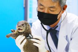 <strong>평균</strong> <strong>소득</strong> 높다는 ‘동물병원 수의사’ 연봉 살펴보니