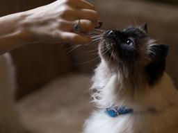 <strong>반려동물</strong>의 건강한 장수생활을 위한 펫푸드 팁