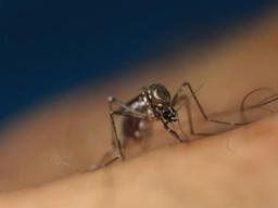 당신만 무는 모기 이유가 있었다…피부 서식 미생물 작용