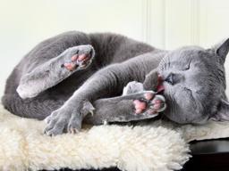 말랑한 젤리 '<strong>고양이</strong> <strong>발바닥</strong> 관리'가 필요한 이유