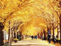 ‘<strong>가을</strong>의 전설’… 황금빛 단풍 잎비를 내리는 천년고목 은행나무
