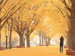 가을이 흠뻑, ‘불멍’만큼 좋은 황금빛 ‘<strong>숲멍</strong>’