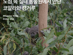 와일드라이프 시드니 동물원 :: 도심 속 <strong>실내</strong> 동물원에서 만난 코알라와 캥거루