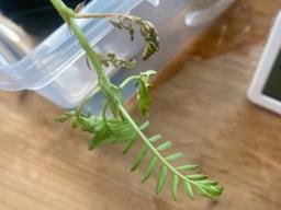 시든 잎 정리하기! 그런데… 식물도 통증을 느낄까?