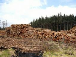 EU, 삼림벌채로 파생된 제품의 수출입규제 최종 합의