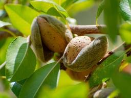 ‘아몬드, 오렌지, 쌀 타격’ 美 덮친 2022년 <strong>이상</strong><strong>기온</strong>