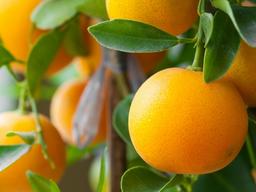 역대 최고가 <strong>오렌지주스</strong>, 공급 부족 발생 가능성은?